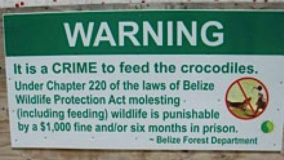 dont-feed-the-crocs