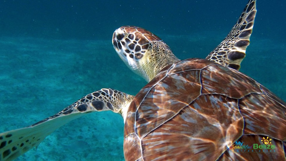 Meso-American Barrier Reef-10