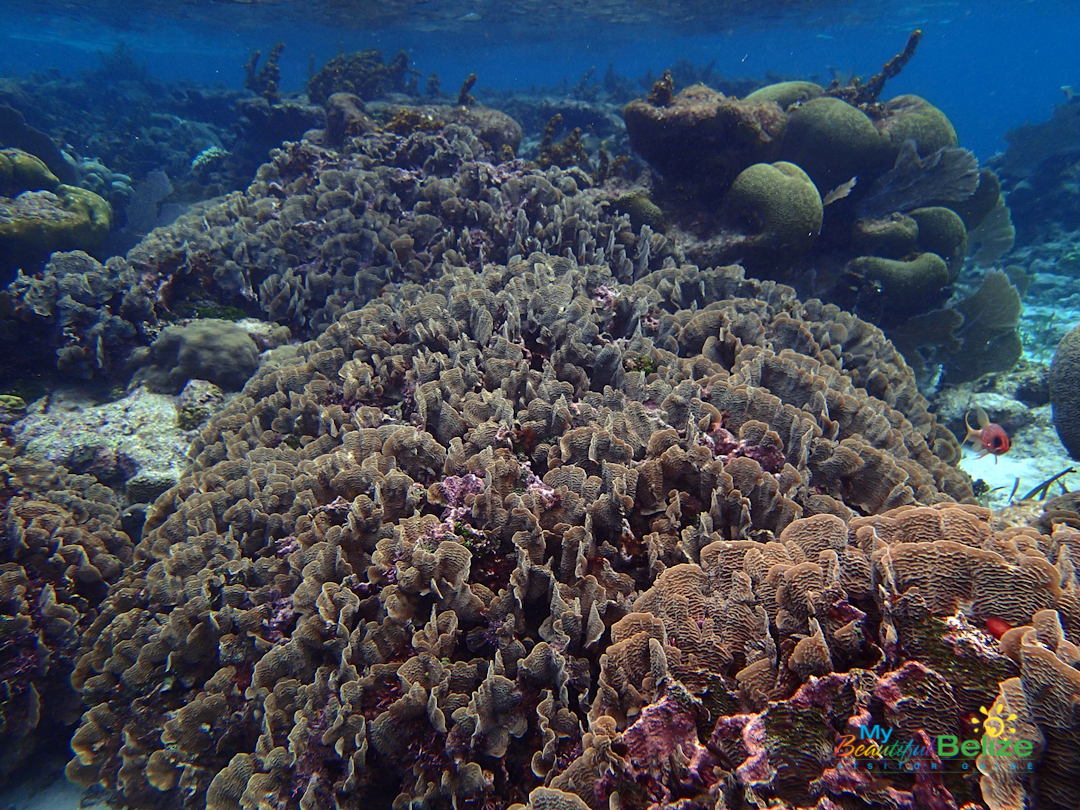 The Unbelizeable MesoAmerican Reef - My Beautiful Belize