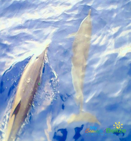 Dolphin Play-3