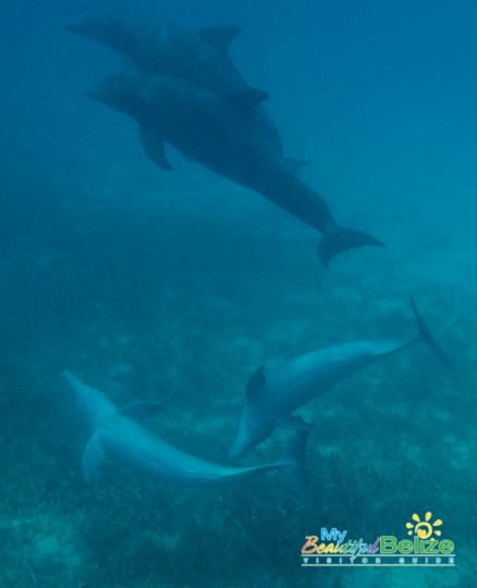 Dolphins at Play-2