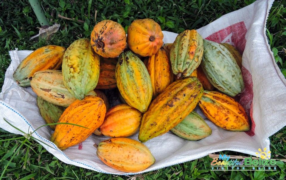 Toledo Chocolate Festival Belize-16