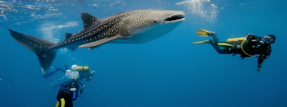 Scba-Diving-Whale-Sharks-Belize-1024x384