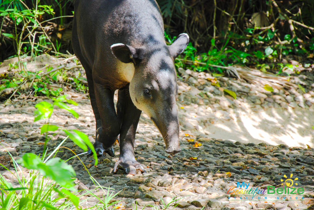 The Baird's Tapir, the National Animal of Belize - My Beautiful Belize