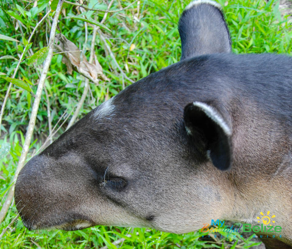 The Baird's Tapir, the National Animal of Belize - My Beautiful Belize
