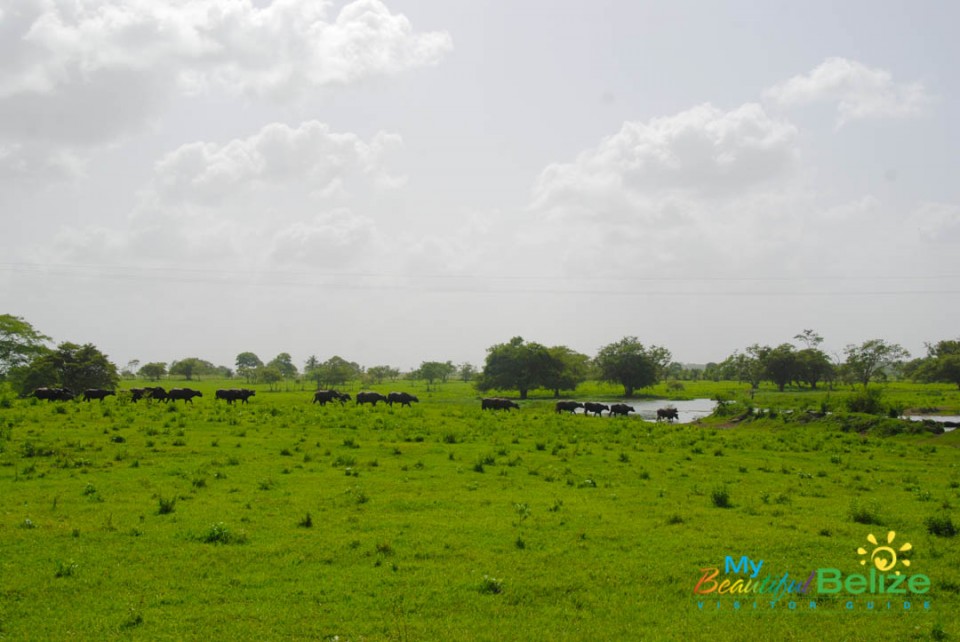 Water Buffalo in Orange Walk-1