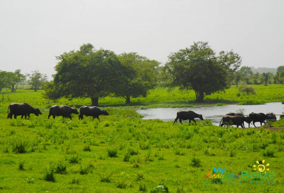 Water Buffalo in Orange Walk-3