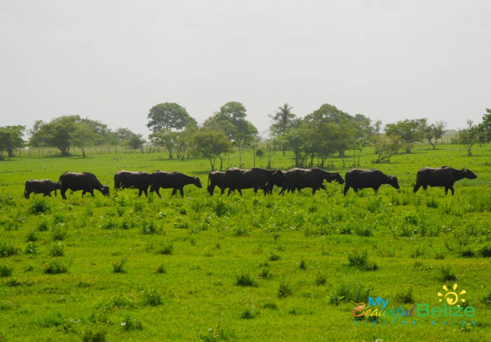 Water Buffalo in Orange Walk-4