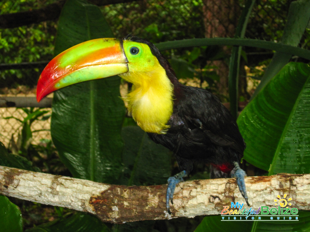 The Charismatic National Bird Of Belize - The Keel-Billed Toucan - My ...