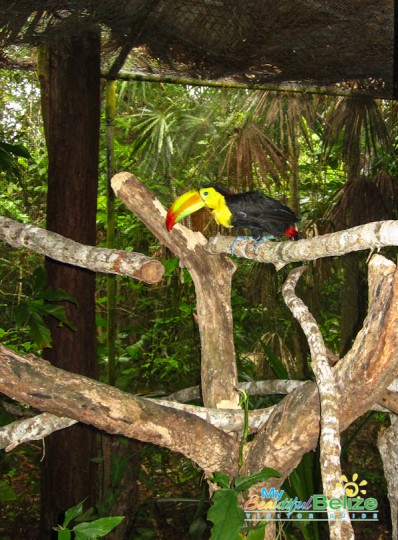 toucan-national-belize-bird-2