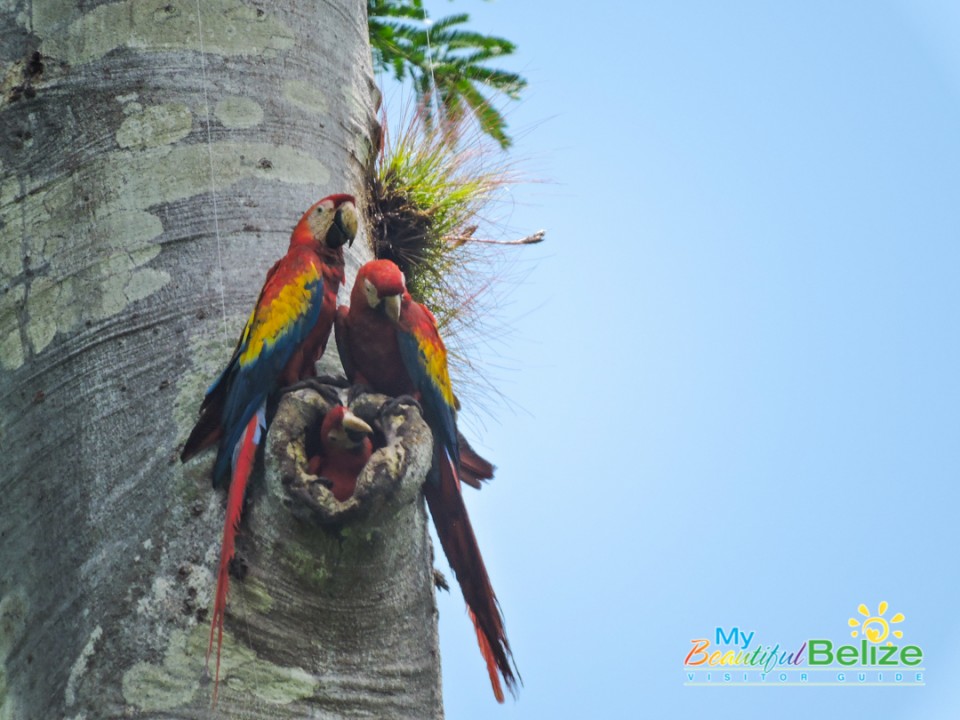 scarlet-six-macaw-biomonitoring-team-chiquibul-roni-martinez-20