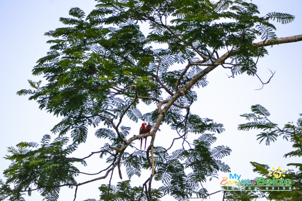 scarlet-six-macaw-biomonitoring-team-chiquibul-roni-martinez-24