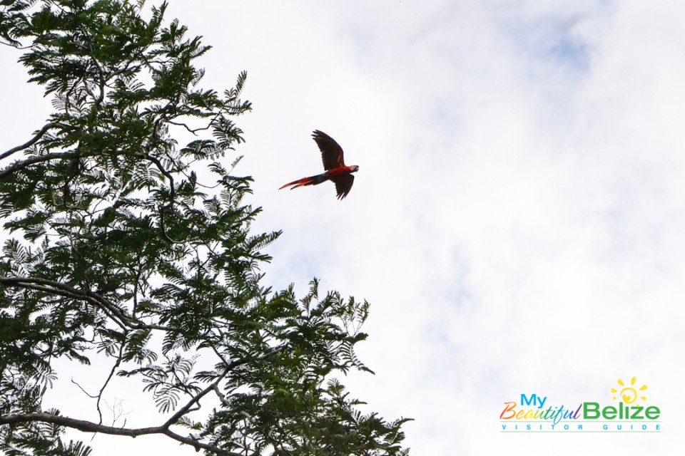 scarlet-six-macaw-biomonitoring-team-chiquibul-roni-martinez-30