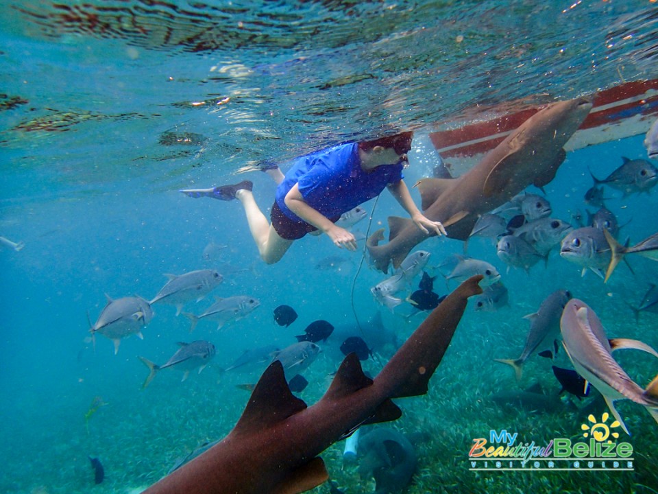 Swimming With Sharks My Beautiful Belize