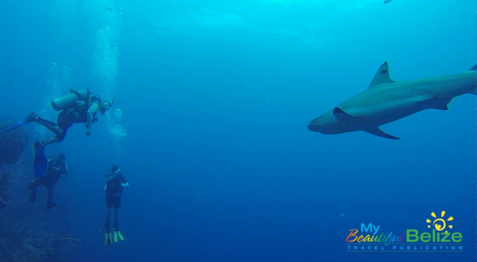 What it's Really Like to Dive the Great Blue Hole – Belize Adventure