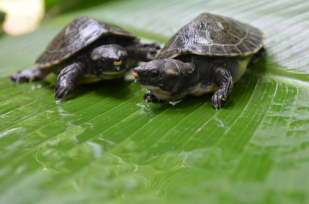 On the verge of extinction, the Hicatee turtle needs your help - My ...