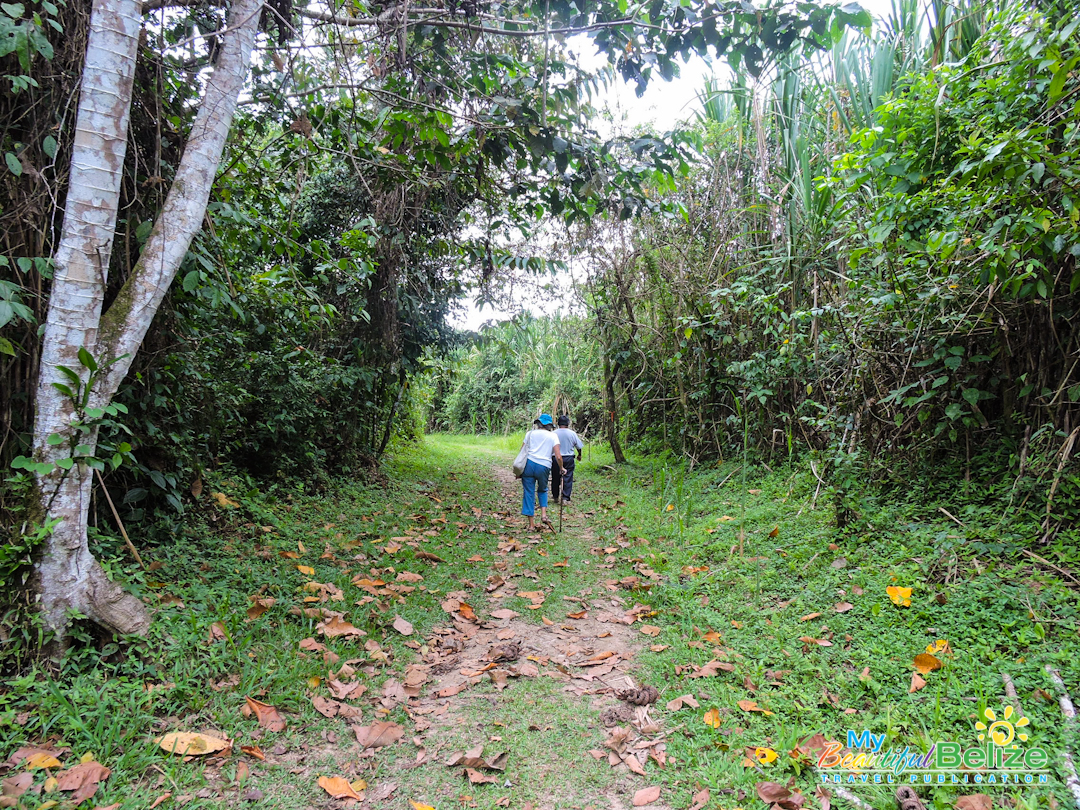 An integrated approach to conservation of the Belizean Rainforest - My  Beautiful Belize