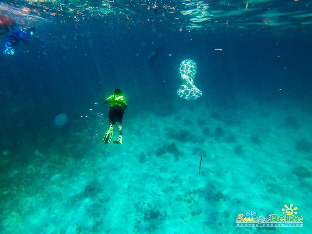 manatee tour caye caulker