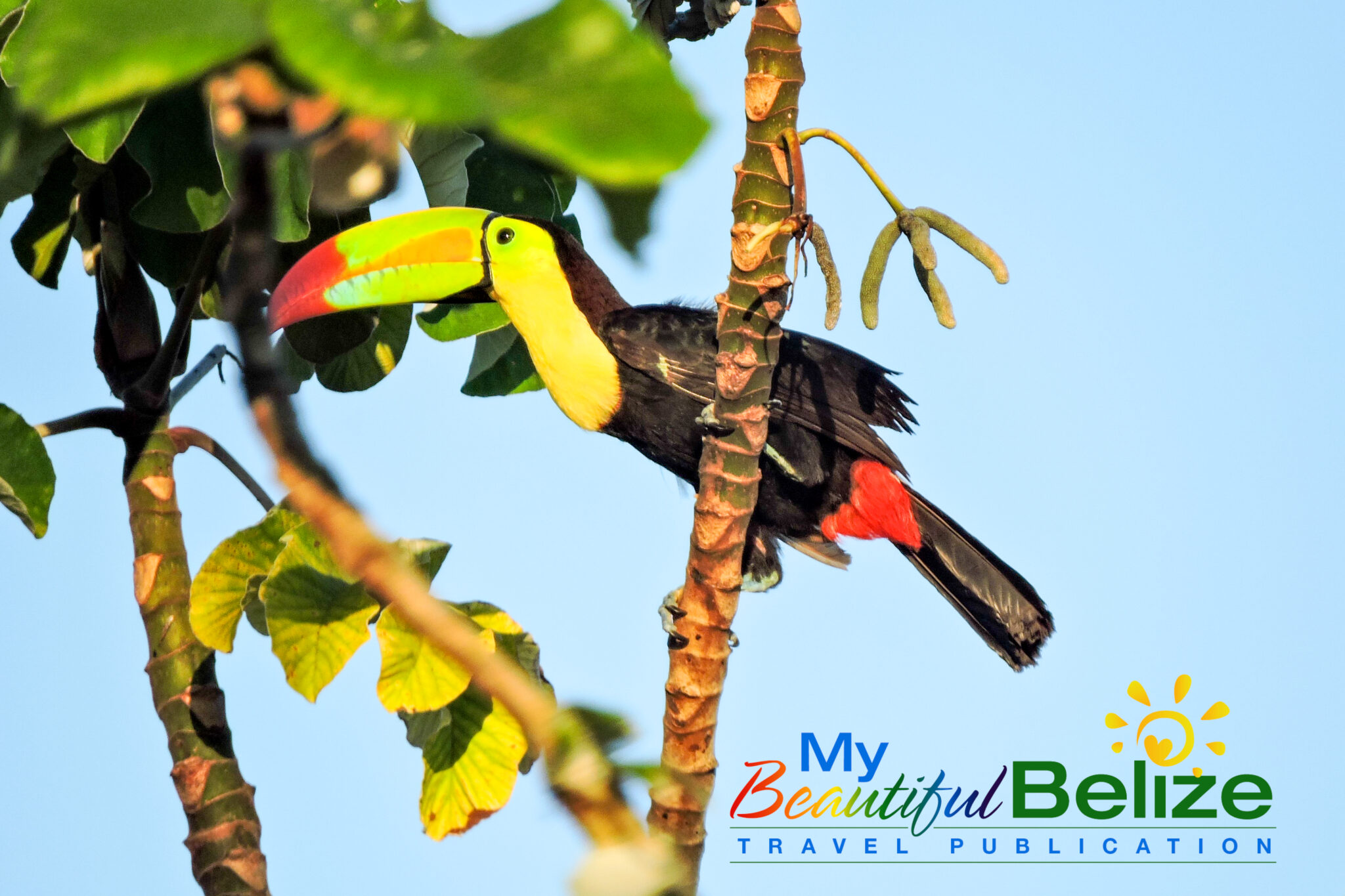 The charismatic national bird of Belize - the Keel-Billed Toucan - My ...